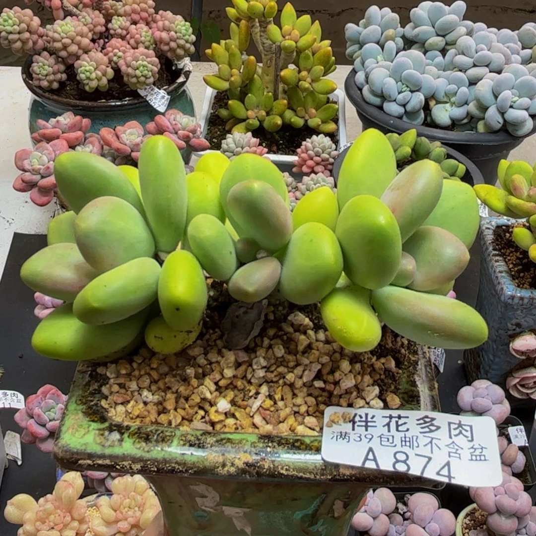 874芒果奶6cm多肉