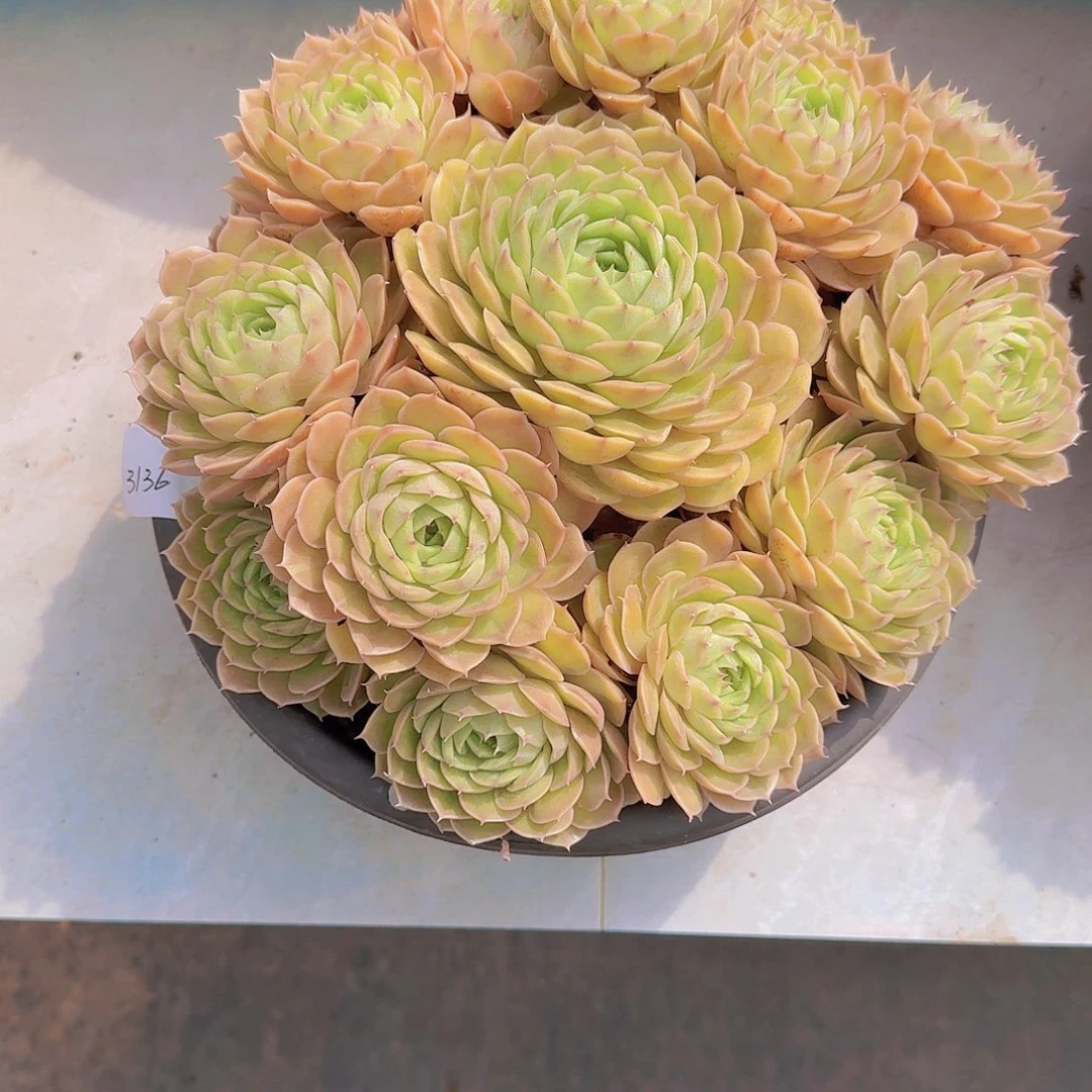 兰****3136昂斯诺多肉植物