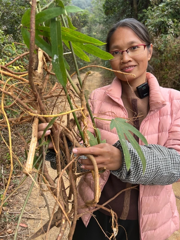 广东阳春深山新鲜五指毛桃