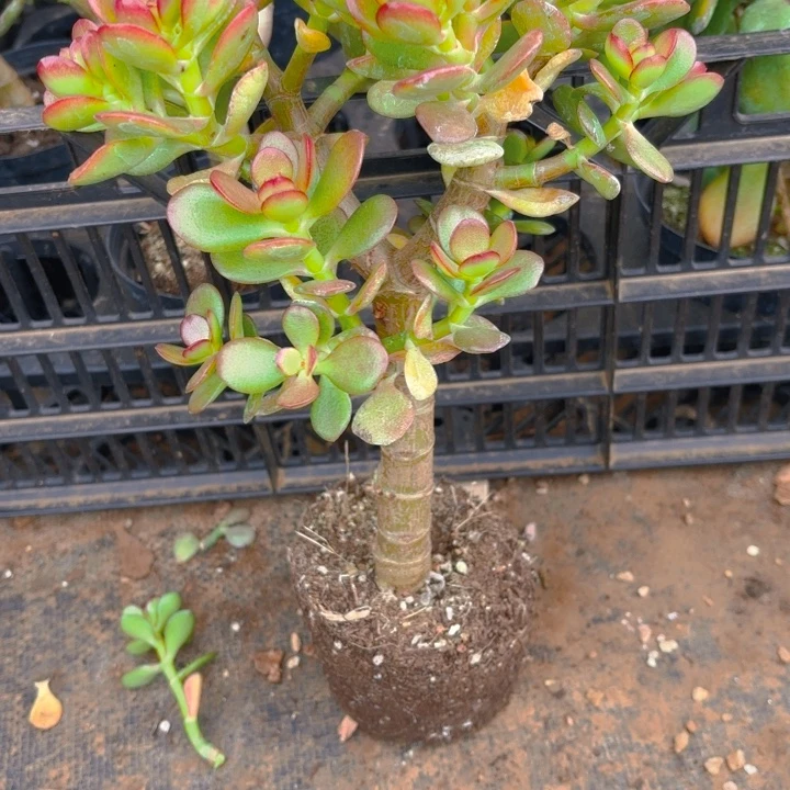 随***流中国大陆摇钱树，，