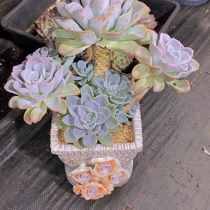 蔷***院美尻多肉植物老桩