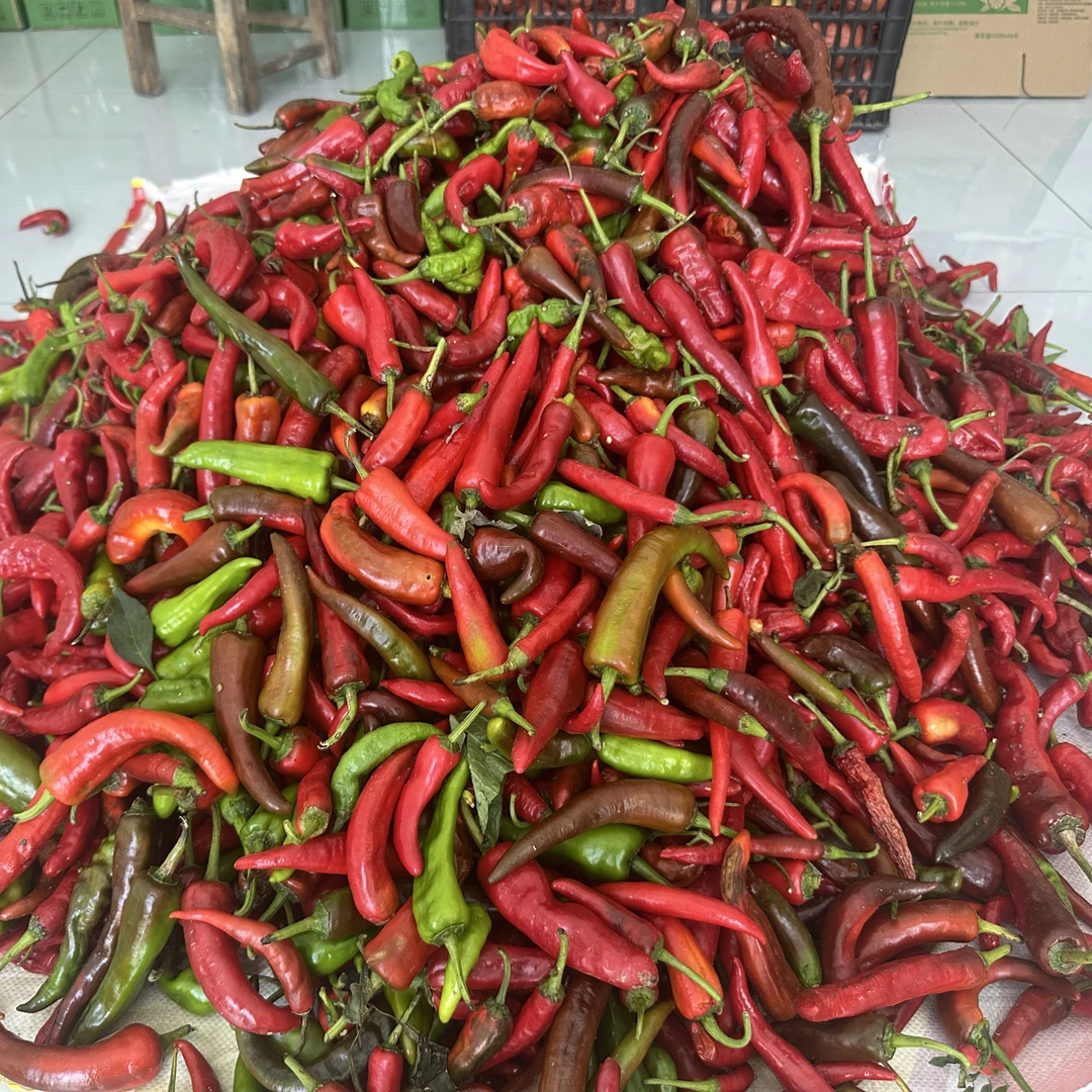 [顺丰包邮] 彭泽本地日照秋土辣椒中辣青红混合不定时直播