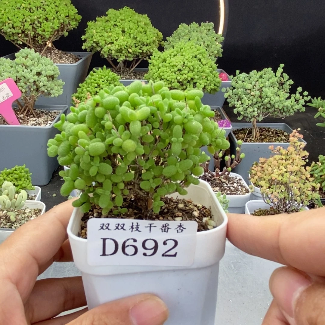 692蜜橘。