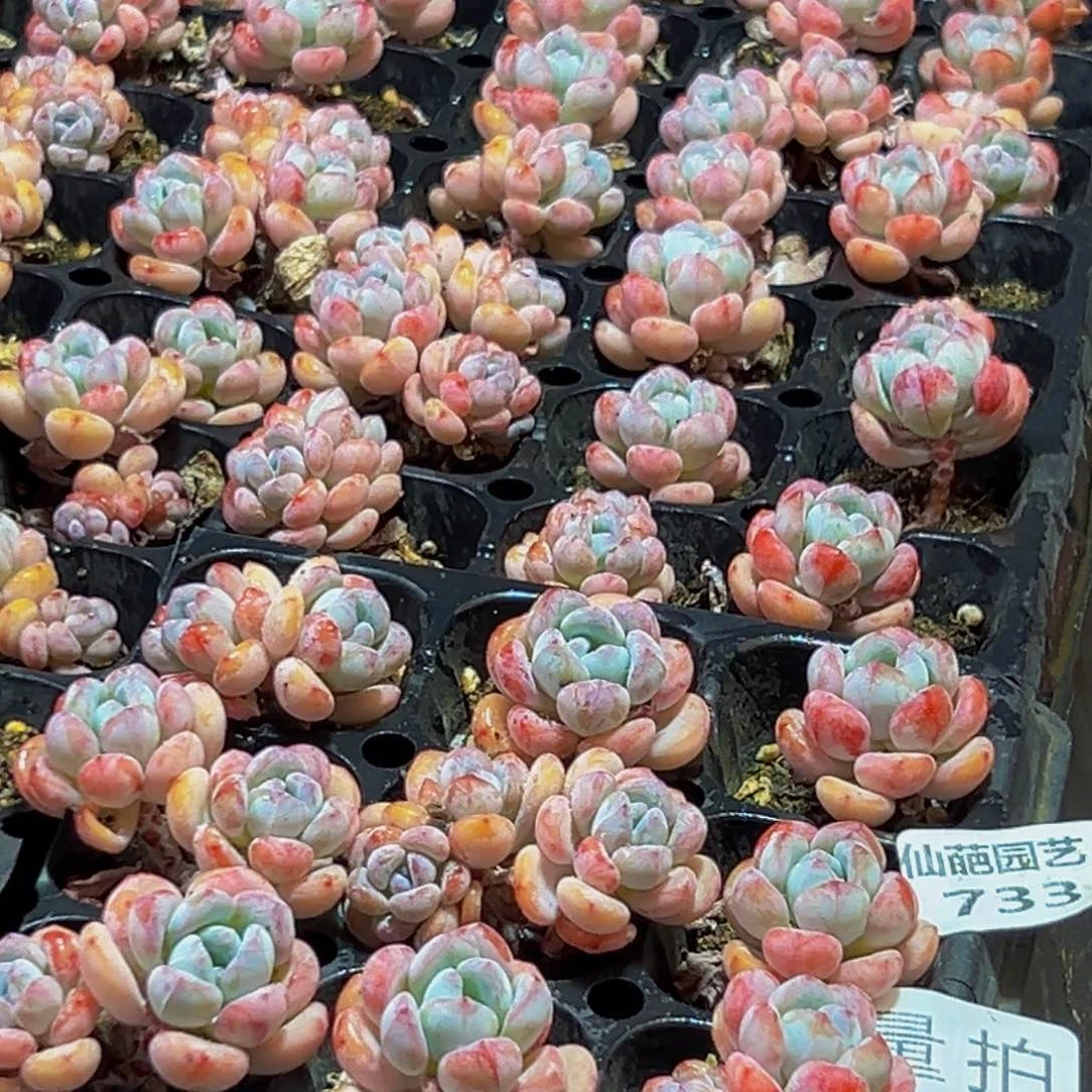 733多肉量拍9颗多肉