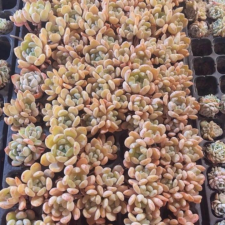 直播福利一物一拍609