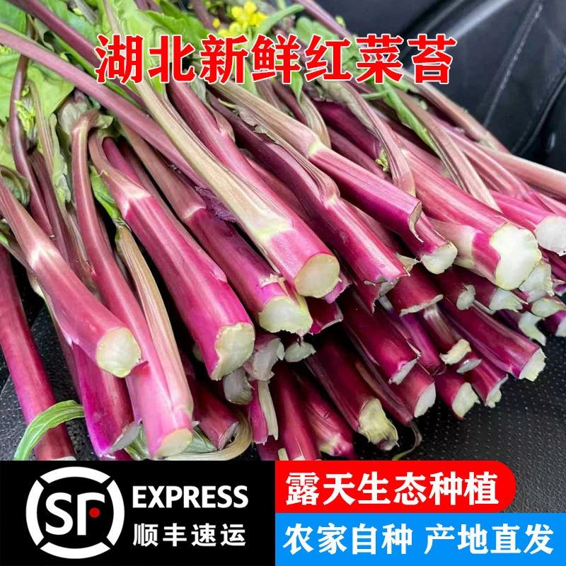 红菜苔湖北当季农家新鲜紫菜苔自种农家特产蔬菜时令现摘紫红
