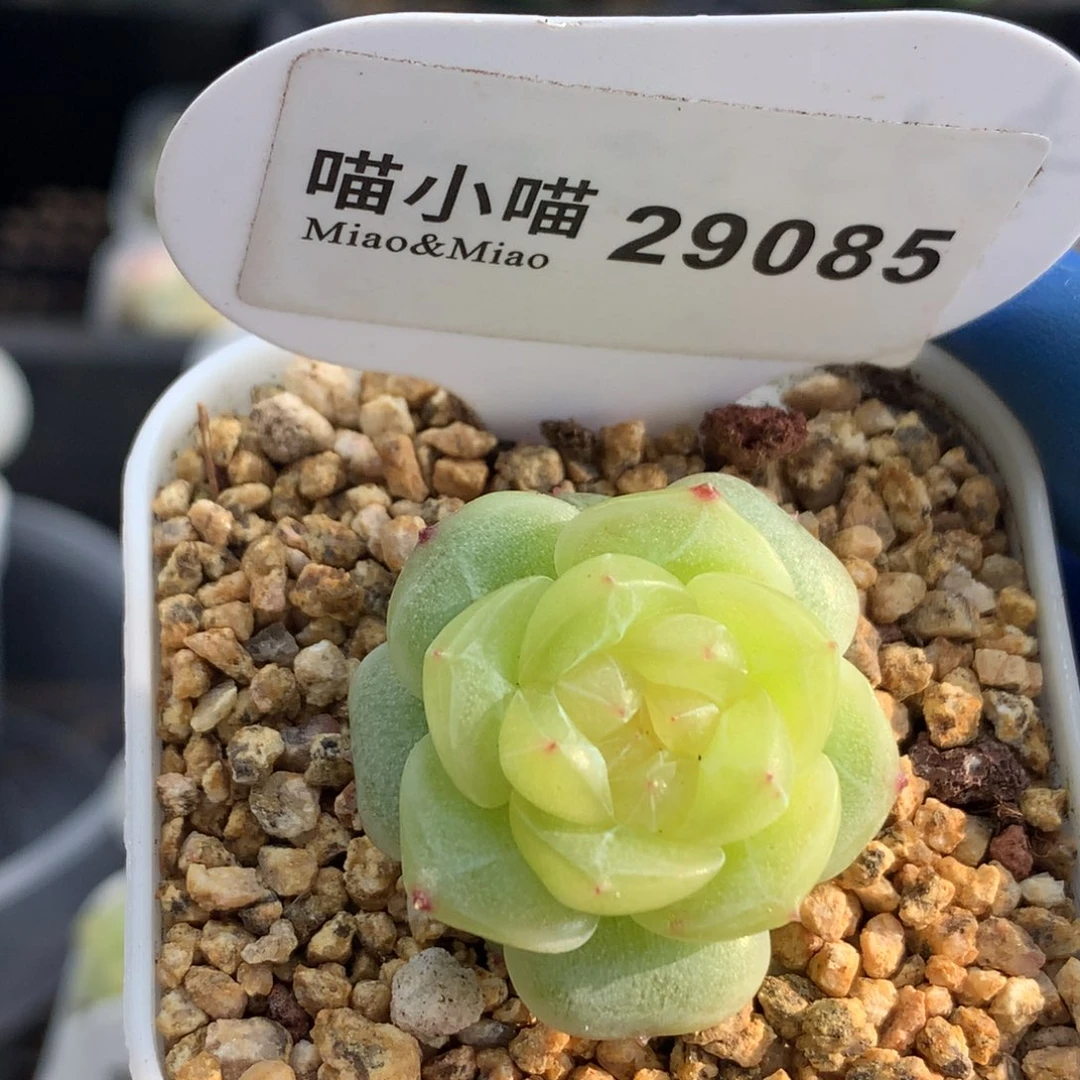 多肉植物杂交珍妮