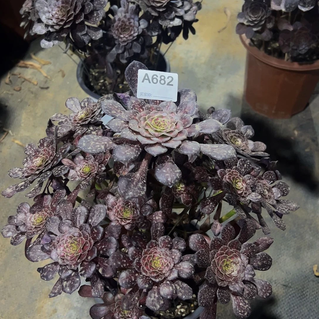 无花朵682铜壶中班