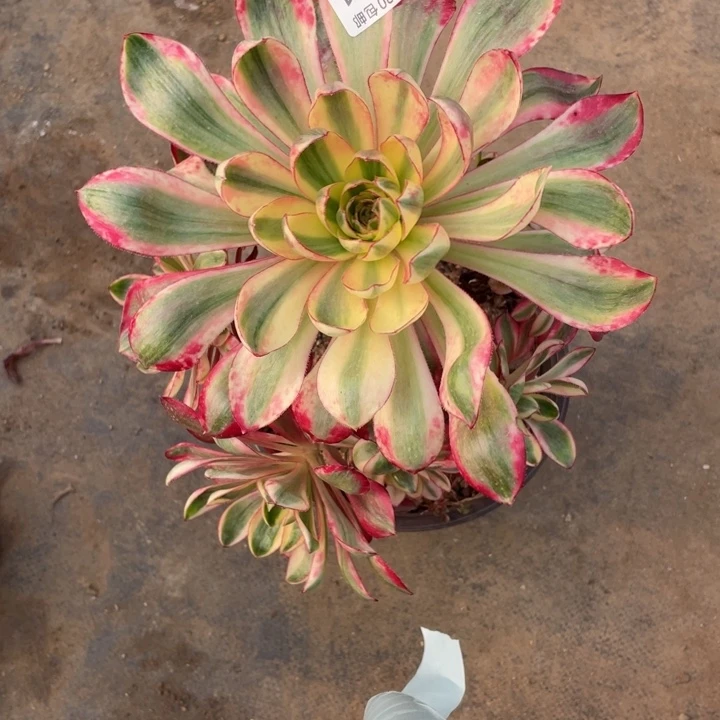 玲***931烈焰多肉123446789