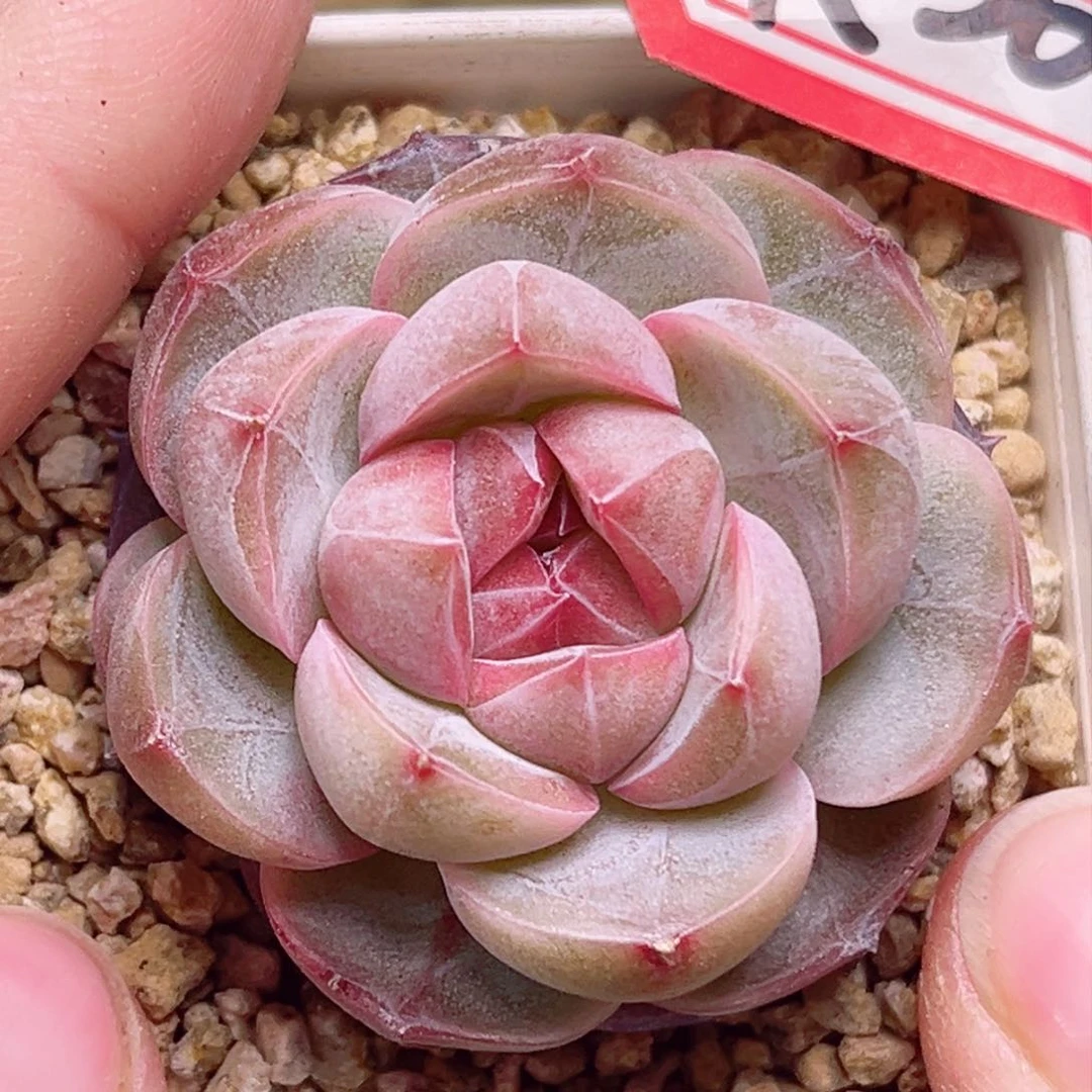 K20一物一拍 紫瞳