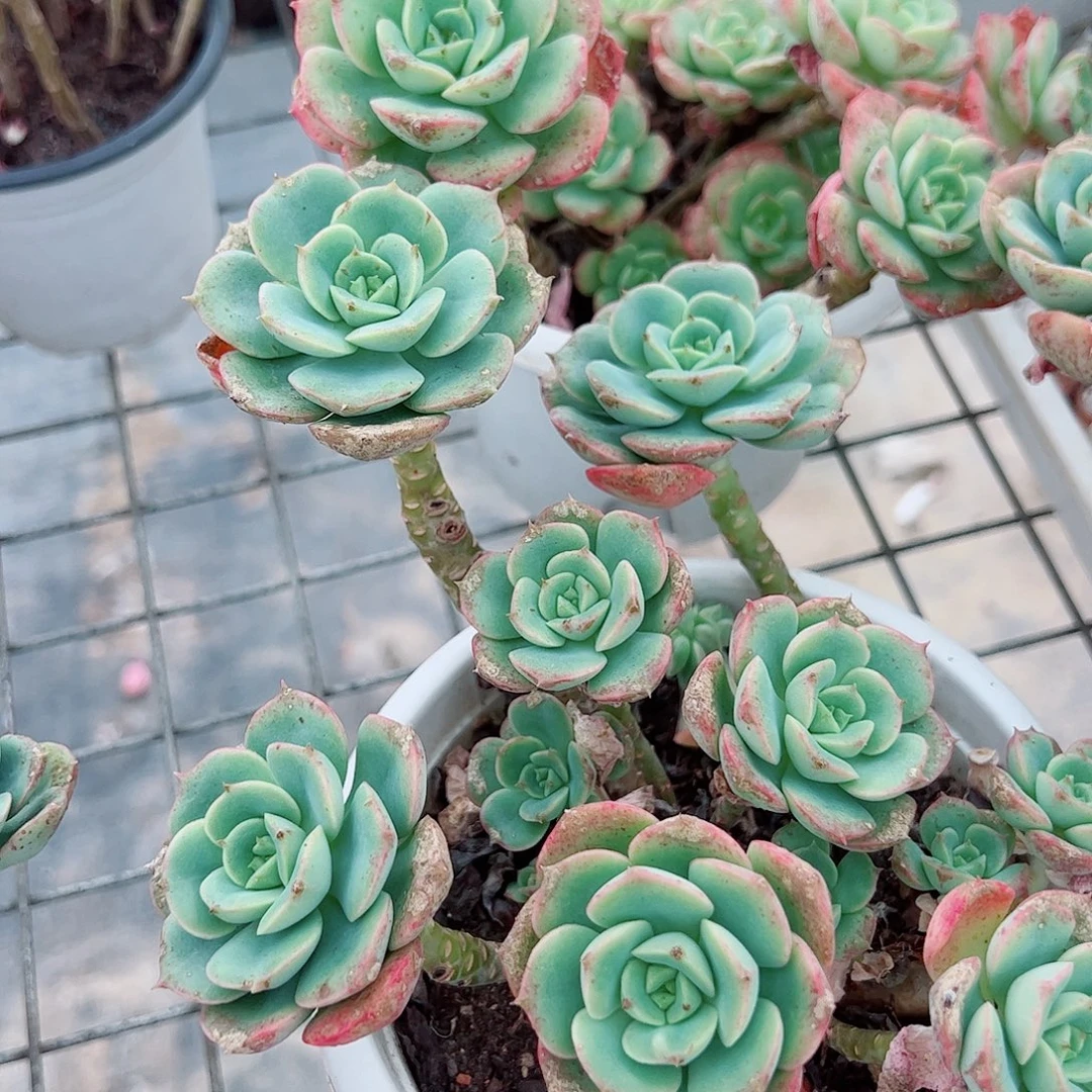 妮可沙拉玫瑰多头群生老桩