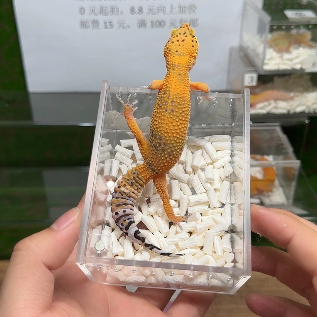 豹纹守宫血翡翠妹妹