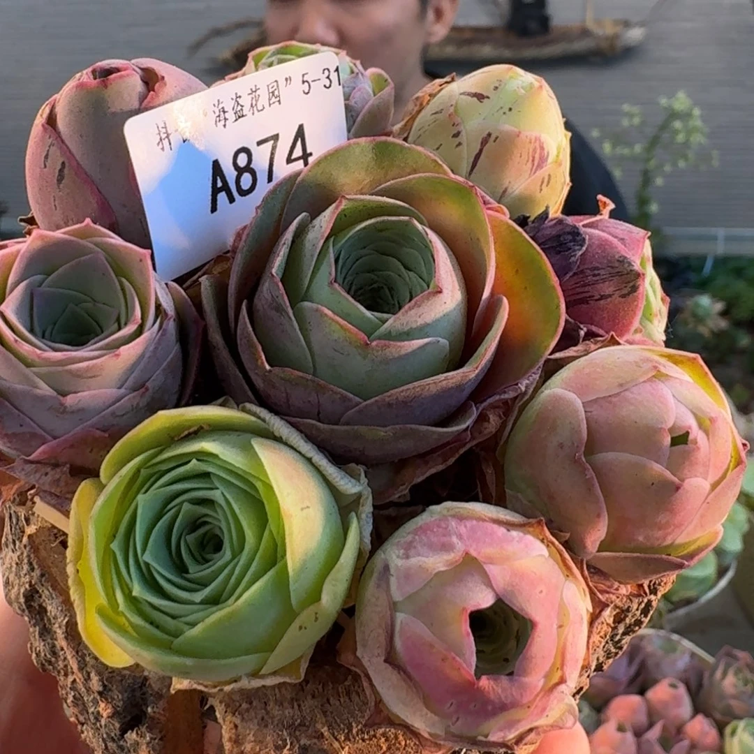 A874 树桩玫瑰组合