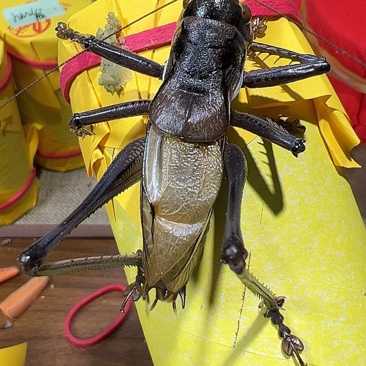 鸣虫虫具一条包邮