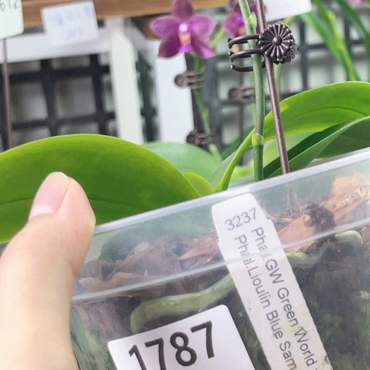 完全开放沙鱼-1787