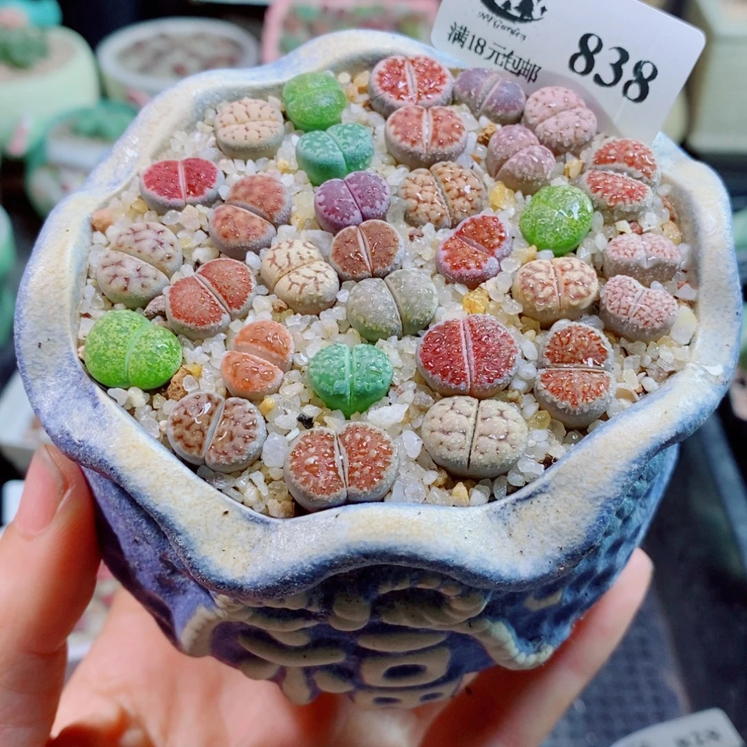 生石花花花花花花花花838