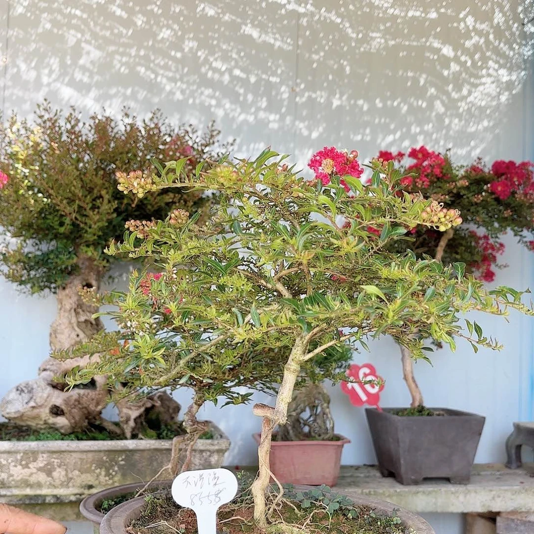 无花朵金紫薇 一物一拍