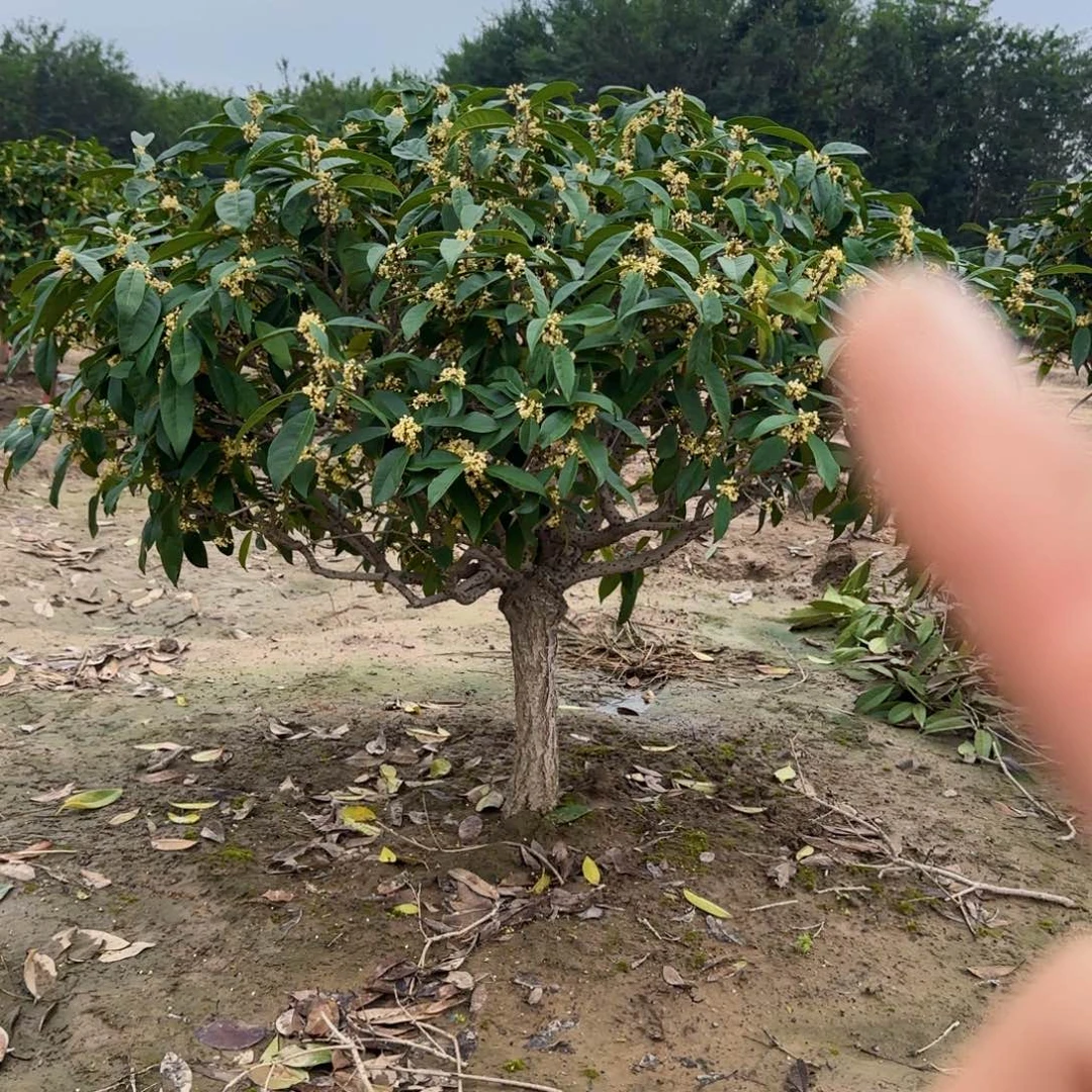 少***泽无花朵桂花。 四季桂系列