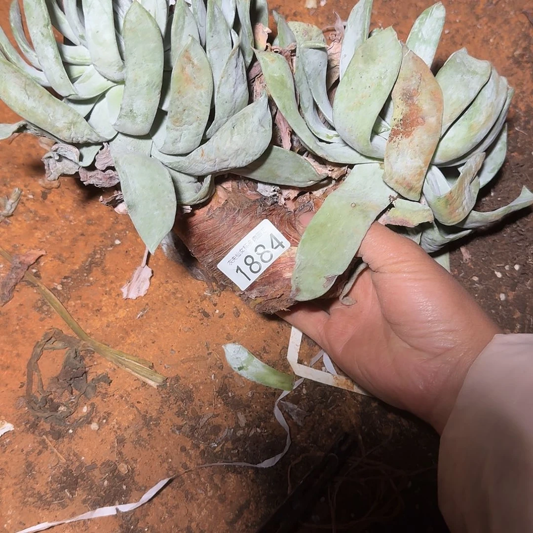 3代杂交仙女杯多肉福利瑕疵