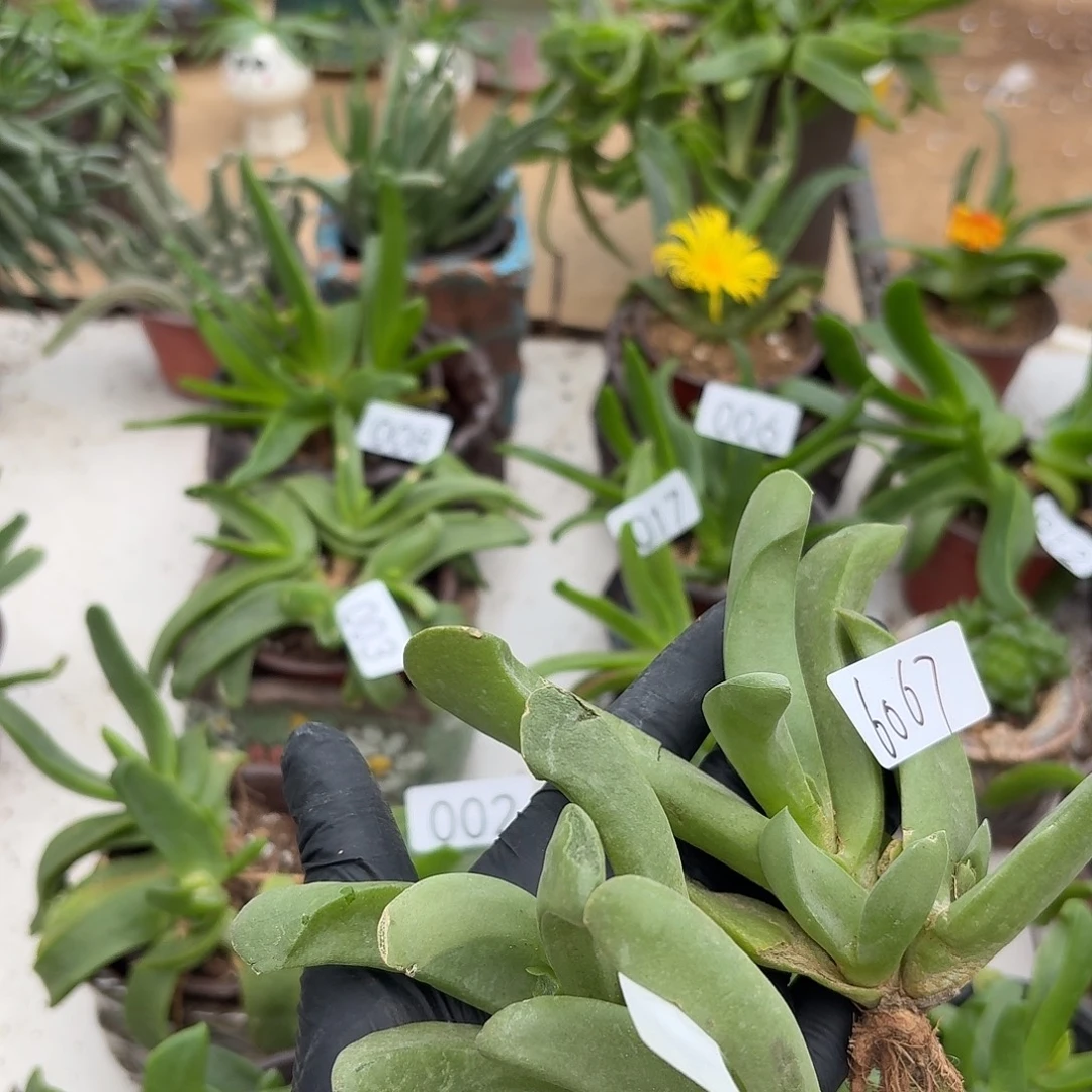 艳***两颗佛手的距离是