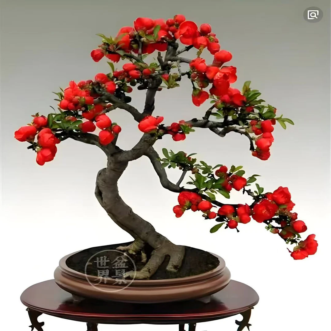 【四季海棠】大花重瓣四季开花红牡丹海棠耐寒好养活带花芽花苞