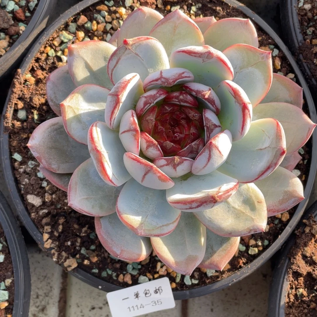 1114-35-长相思，，，，，，