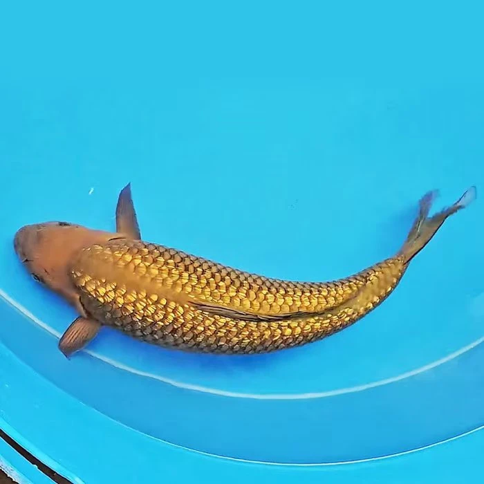 新粉送！！！诚太郎茶鲤15-30公分锦鲤包邮