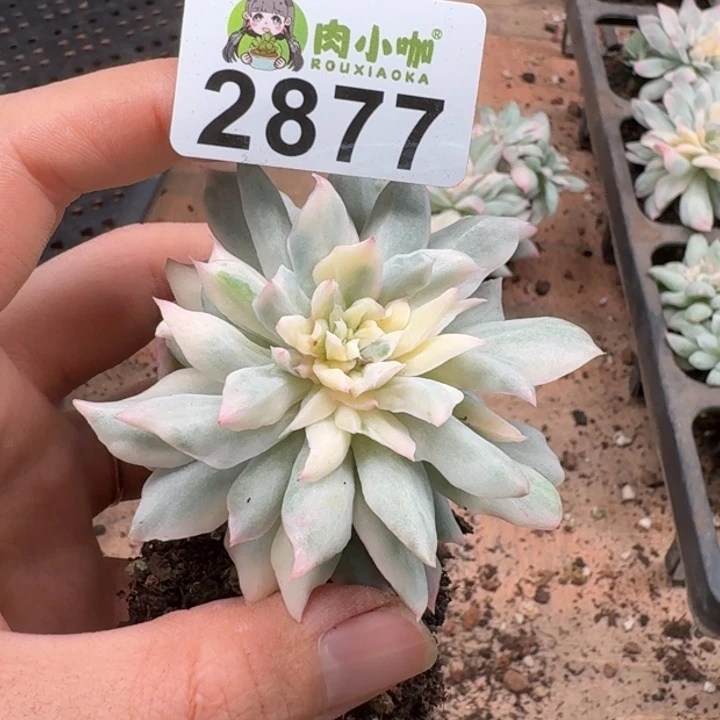 无花朵多肉植物多肉植物
