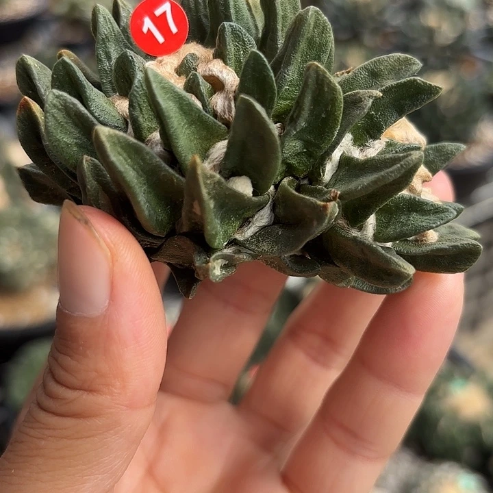 袖蒲苗接落地仙人球17