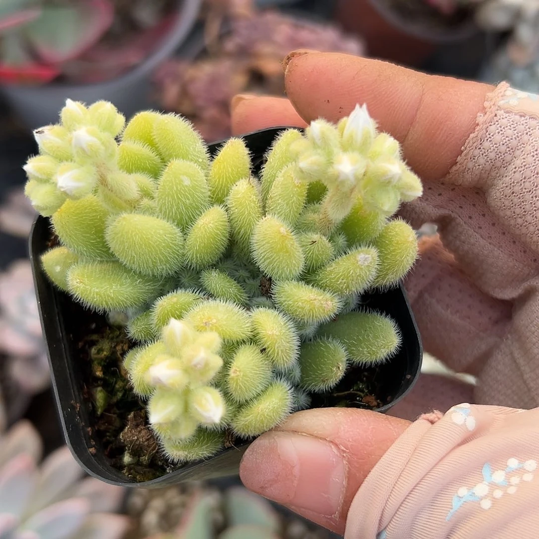 多肉植物多肉植物