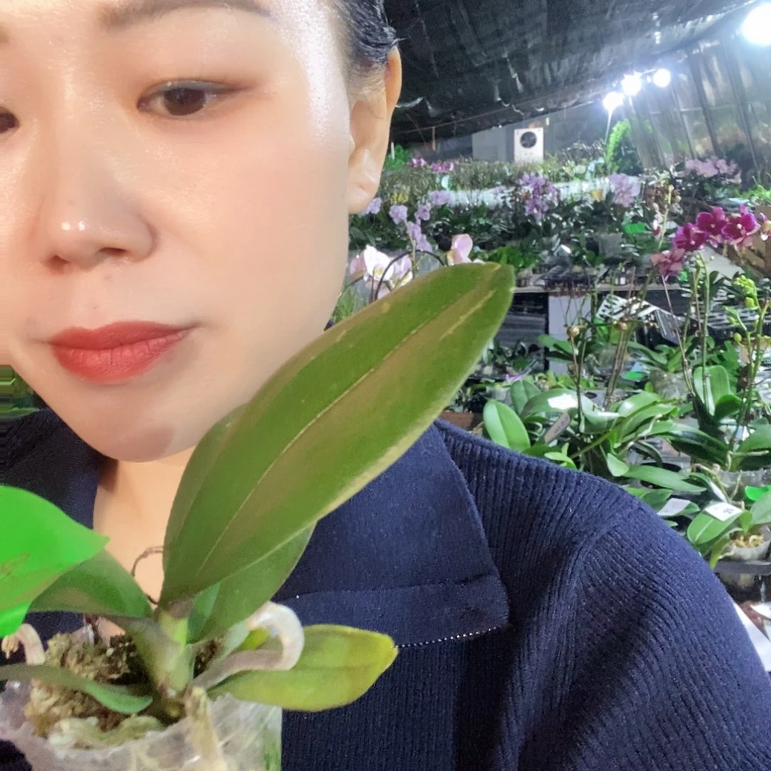 无花朵无毒娃娃蝴蝶兰