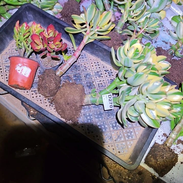 浮***萍四棵不同品种花月270