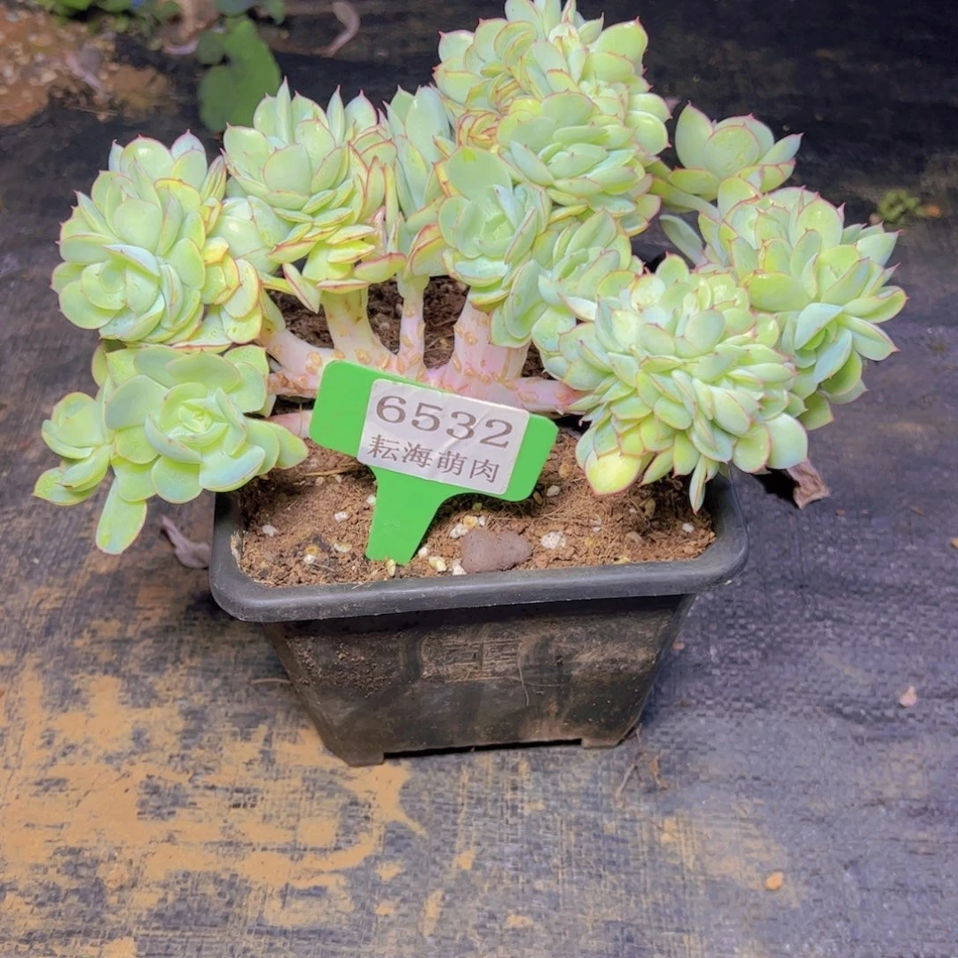 秋***枫牡丹亭6532多肉植物