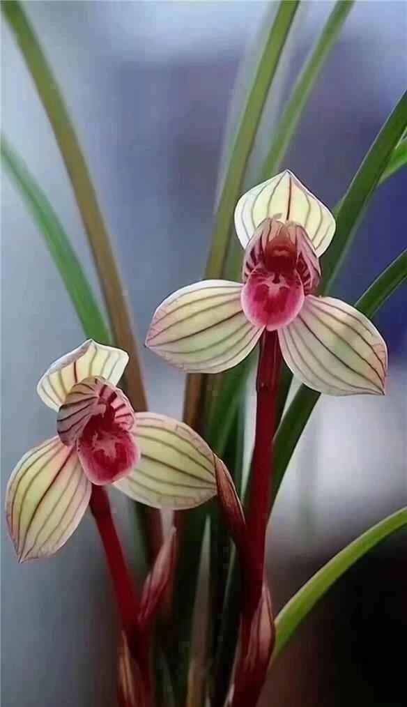 产地直发 基地一物一拍链接 建兰 春兰 蕙兰 春剑 观赏植物