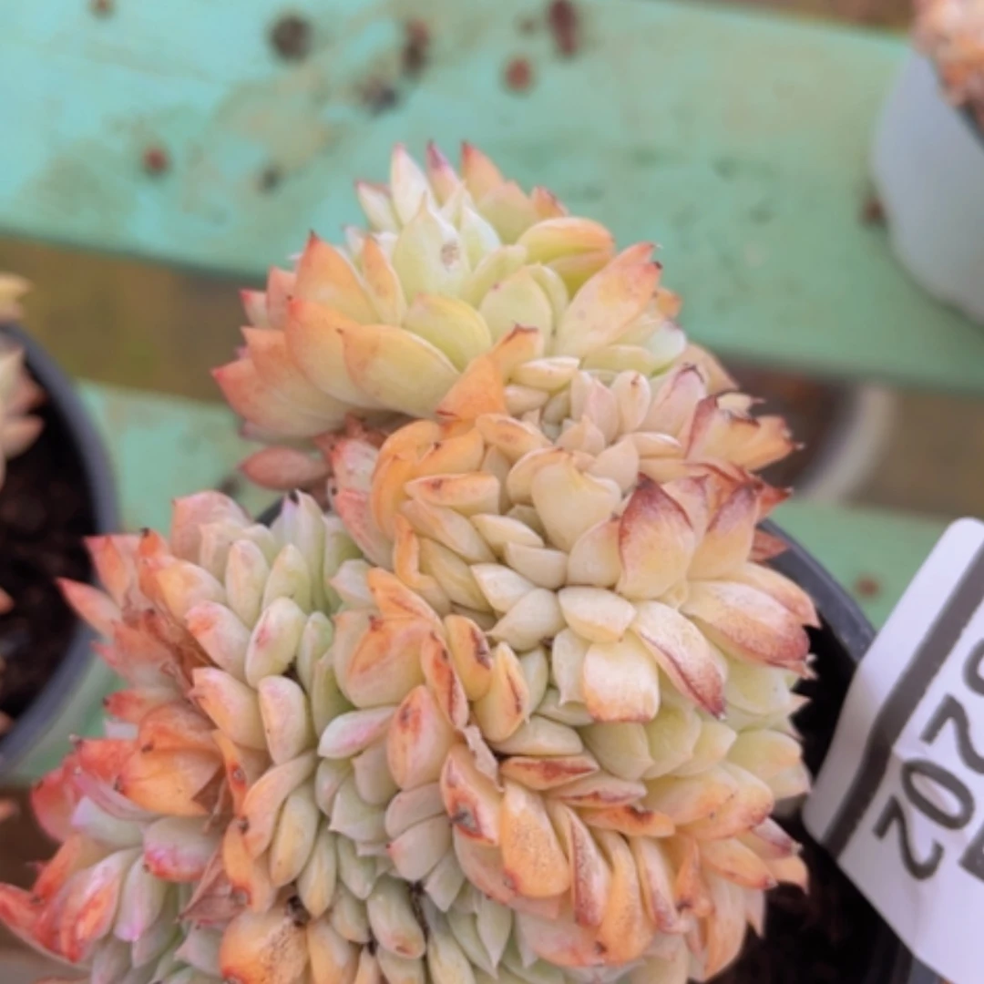 【闪购商品】莎莎缀03202