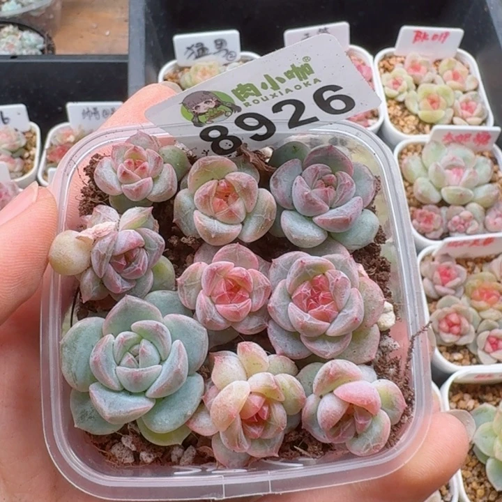 多肉植物多肉植物