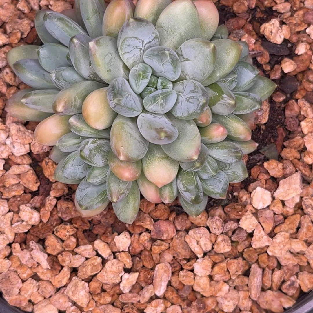 C***…全部花朵ci姐七彩