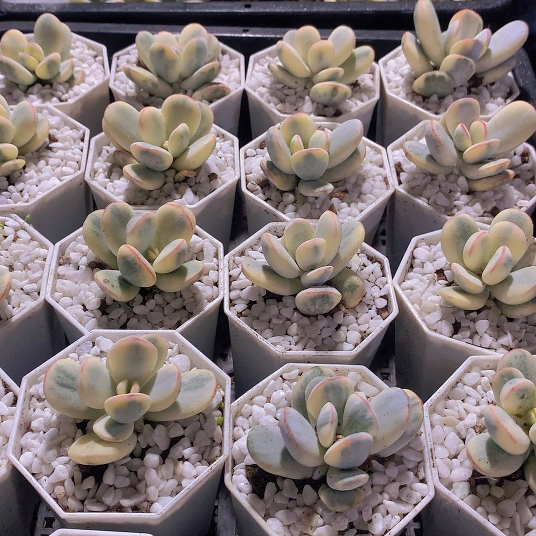 福娘锦2455678899000