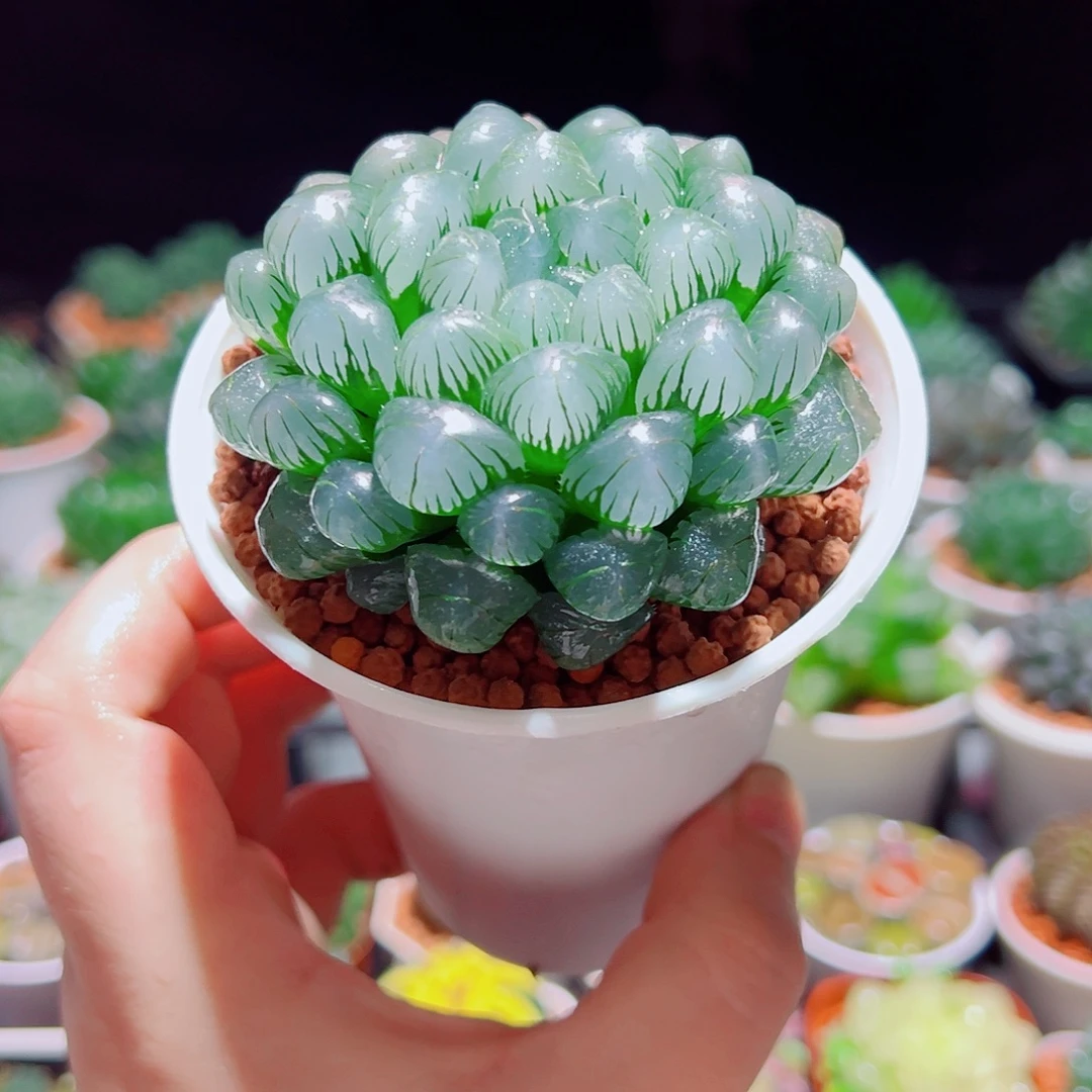 大冰灯玉露多肉多肉多肉多肉