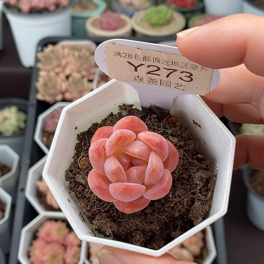 0273 3.5cm 草莓果酱