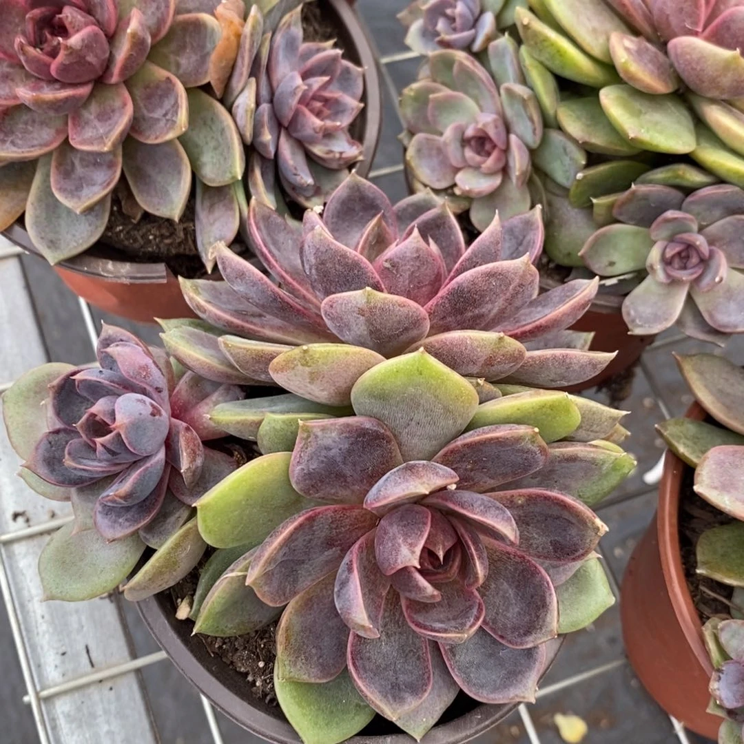 巧克力慕斯 三头起发