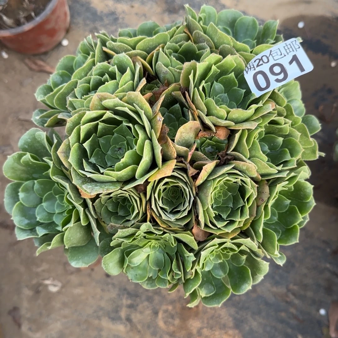 绿羊绒091满20包邮断枝不包