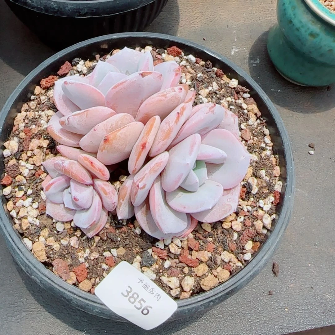 奶茶无砍，3856多肉植物