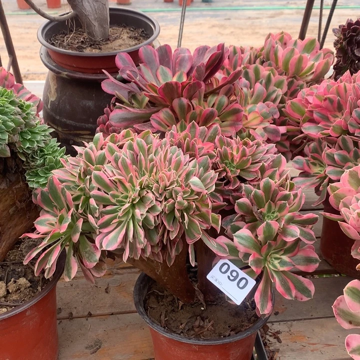 090粉女巫缀多肉法师