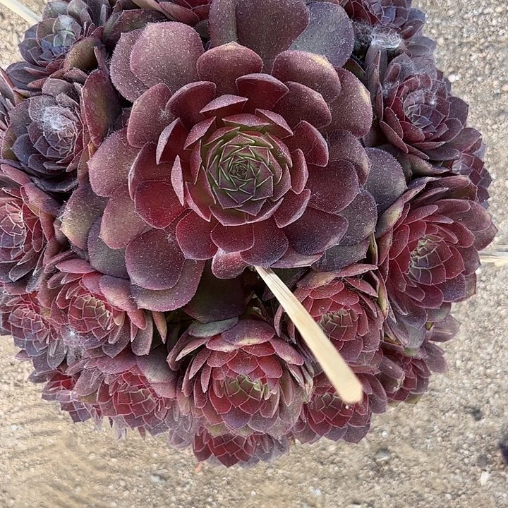 多肉植物，红魔锦，