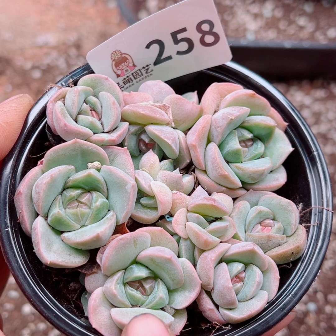 多肉植物多肉植物
