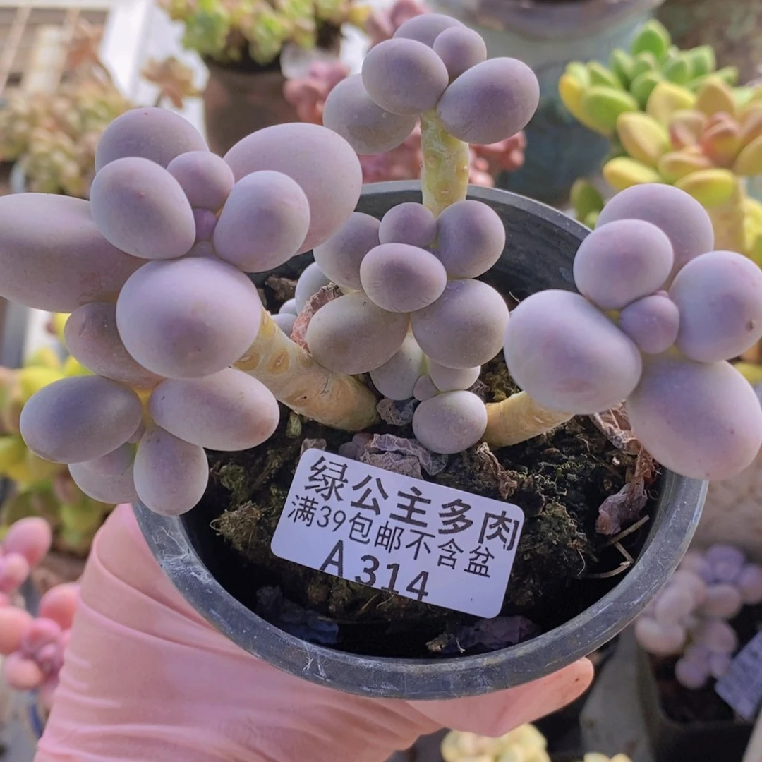水光针奶酪10cm314多肉植物
