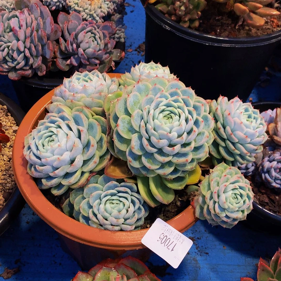 清***梦    孤星多肉17005