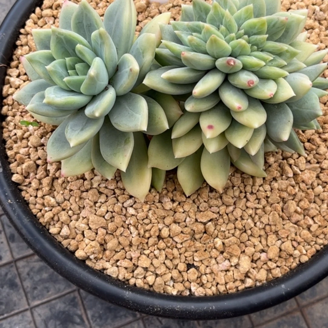 左***死美人系多肉植物696