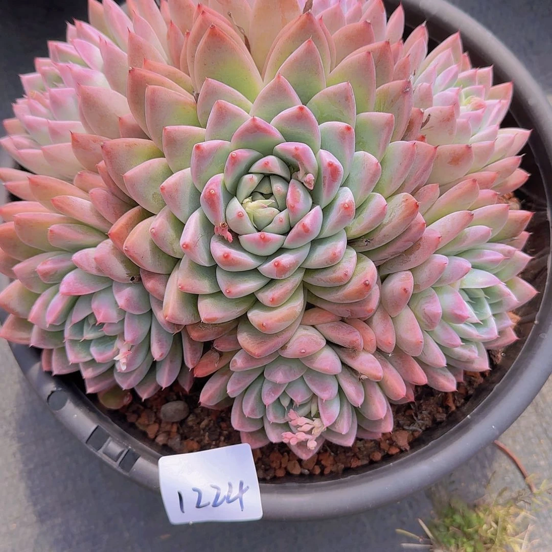 ?****1224如梦林多肉